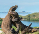 33.KOMODO ISLAND_large